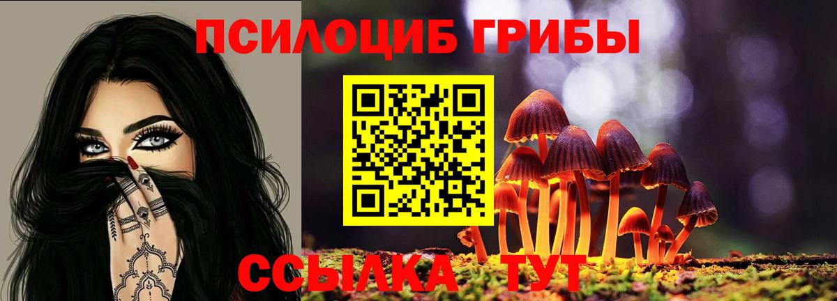 Псилоцибиновые грибы Psilocybine cubensis Луга